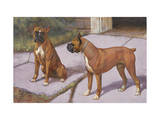 Two Boxer Dogs  known for their Agility  Eye Each Other