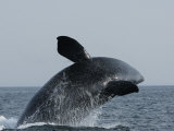North Atlantic Right Whale Breaching in the Bay of Fundy