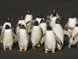 Group of Gentoo Penguins on a Black Beach