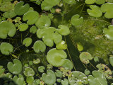 Pokhara  Nepal  Asia- Water Lily on Pond  High Angle View
