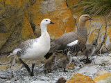 Pair of Upland  Magellan Geese and their Goslings
