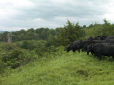 Black Angus Cattle