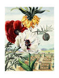 Painting of Crown Imperial Poppy with White and Red Oriental Poppies