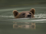 Alaskan Brown Bear Swims across River