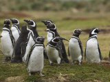 Group of Magellanic Penguins  Spheniscus Magellanicus