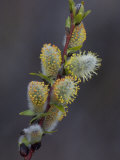 Pussy Willows Bloom