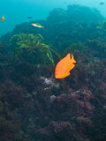 Garibaldi Fish Swimming over Algae Encrusted Reef  Hypsypops Rubicundi