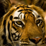 Portrait of a Tiger (Panthera Tigris)