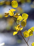 Close View of Leaves on a Branch