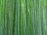Bright Green Bamboo Forest in Kyoto Japan