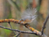 Red-Breasted Nuthatch Flapping its Wings on a Lichen-Covered Branch