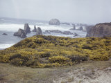 View of Furze Plants Growing Along the Seaside Cliffs