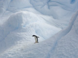 Adelie Penguin Standing Alone on an Iceberg