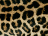 Detail of the Rosette Spots on a Leopard's Coat  Panthera Pardus