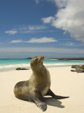 Galapagos Sea Lions Resting on a White Beach
