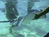 Sting Ray World Near the Nw Coast of Moorea
