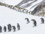King Penguins Marching Down a Snow-Covered Hill