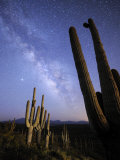 Stars and the Milky Way Above a Hillside of Saguaro Cactus