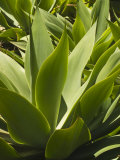 Succulent Agave Plant with Pointed Leafs in a Garden Setting
