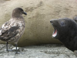 Elephant Seal Pup Bellowing at a Skua Attempting to Steal Milk