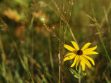 Black-Eye Susan Among Grasses and Weedy Plants