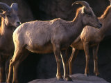 Desert Bighorn Sheep Standing on a Ledge