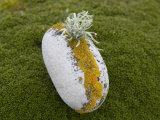 Lichens Growing on a Glacial Pebble Nestled in Lush Moss