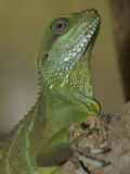 Captive Asian Water Dragon  Physignathus Cocincinus