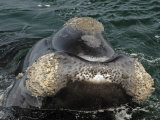 North Atlantic Right Whale in the Bay of Fundy