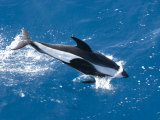 Hourglass Dolphin Leaping and Diving in Blue Water