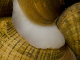 Federally-Endangered Freshwater Mussels