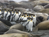 King Penguins Walking Through Sleeping Elephant Seals on a Beach