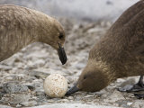Skuas Eating a Gentoo Penguin Egg