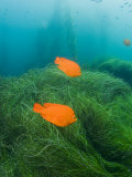 Group of Garibaldi Fish Swimming over Sea Grass Beds