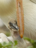 American White Pelican Chick Nuzzling Parent's Bill for Food