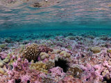 Black Sea Urchin on the Ocean Floor in Kingman Reef