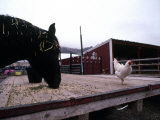 Barnyard Life with a Horse and a Chicken