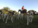 Group of Dogs and a Man on Horseback Await the Start of a Fox Hunt