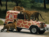 Tigers around and Atop a Jeep at a Zoological Park Near Seoul
