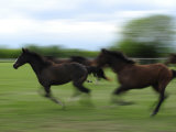Galloping Horses at a Ranch