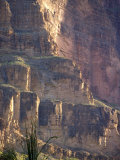 Silhouette of an Ocotillo in Bloom Against a Canyon Wall