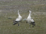 Pair of Upland  Magellan Geese Fighting in a Snow Storm