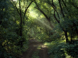 Rays of Sunlight Pass Through a Forest Canopy over a Trail