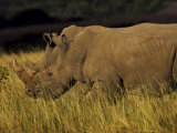 Two Rhinoceroses Grazing on Tall Grasses