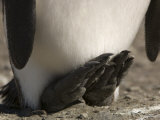 Detail of a King Penguin's Feet