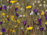 Field of Yellow  White  and Purple Wildflowers in Bloom