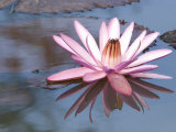 Delicate Pink Water Lily Blossom and Reflection in Calm Water