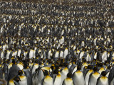 Thousands of King Penguins at a Rookery