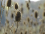 Close View of Roadside Plant  Probably Genus Eryngium