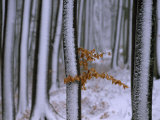 Browned Leaves Hanging onto a Snow-Dusted Tree in a Wintry Forest